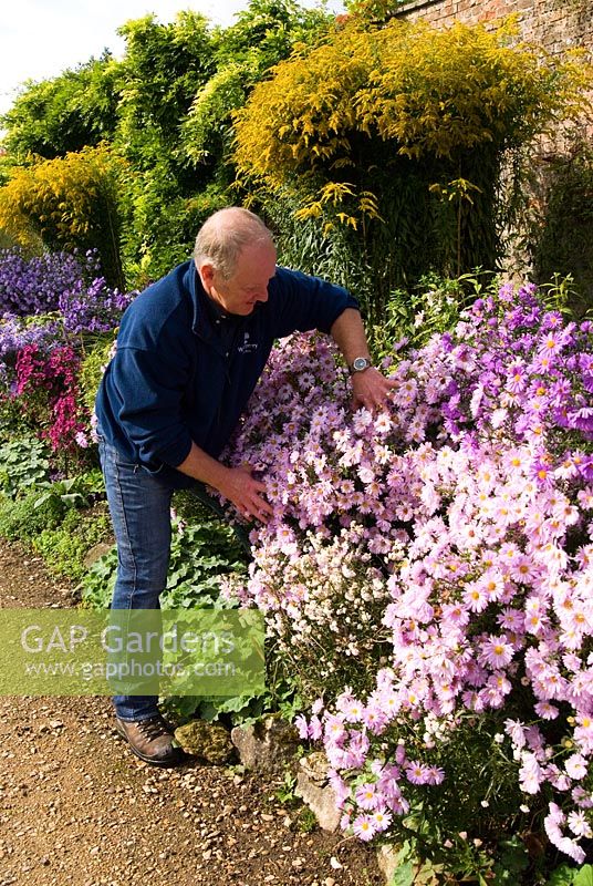 Rob Jacobs, directeur du jardin à côté du parterre de plantes herbacées classiques plein d'asters et de grands 'Golden Wings' de Solidago