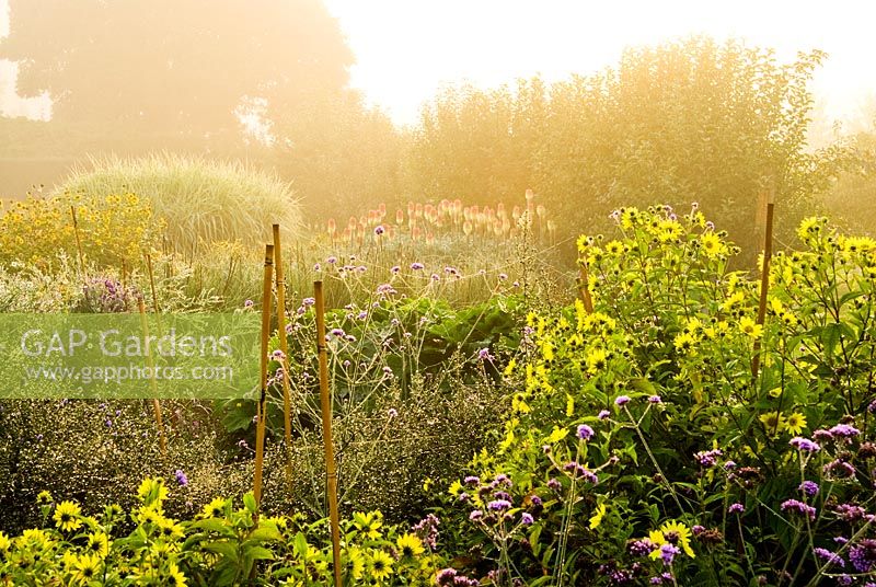 Helianthus 'Lemon Queen' et Verbena bonariensis avec des lignes brumeuses d'arbres fruitiers qui s'étendent dans la campagne