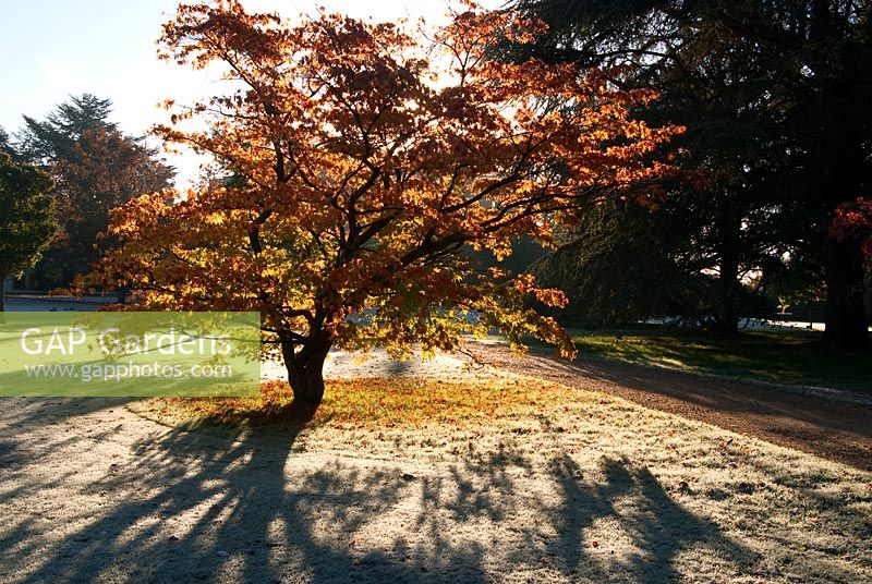 Tôt le matin, le soleil projette de longues ombres sur l'herbe givrée, avec des spécimens d'arbres, notamment des conifères, des acers et des Liquidambar - Exbury Gardens, Exbury, Hants, UK