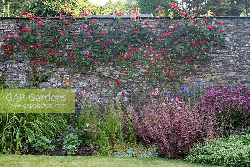 Rosa Parkdirektor Riggers formés mur de jardin en parterre de fleurs d'été mixte