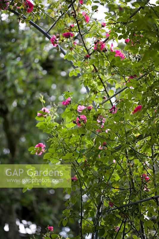 Rosa rubiginosa Eglantine - rose sweetbriar