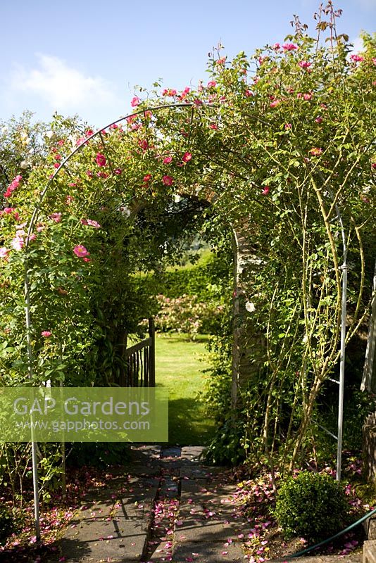 Rosa rubiginosa Eglantine - rose sweetbriar