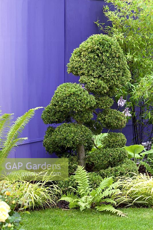 Topiaire dans un jardin moderne avec mur caractéristique violet