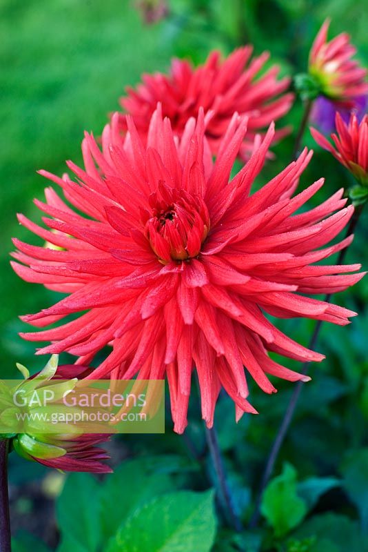 Dahlia 'Bergers Record'