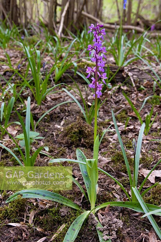 orchis mascula - orchidée pourpre précoce trouvée dans tout le Royaume-Uni d'avril à juin dans les bois