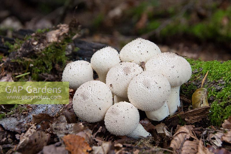 Lycoperdon perlatum - Champignon Puffball commun sur le plancher boisé