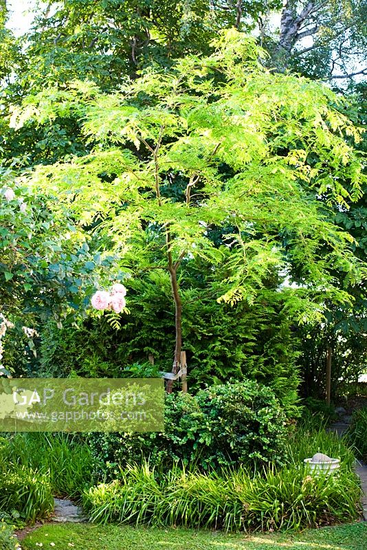 Gleditsia triacanthos - Févier d'Amérique dans un jardin ombragé avec des boules de Buxus