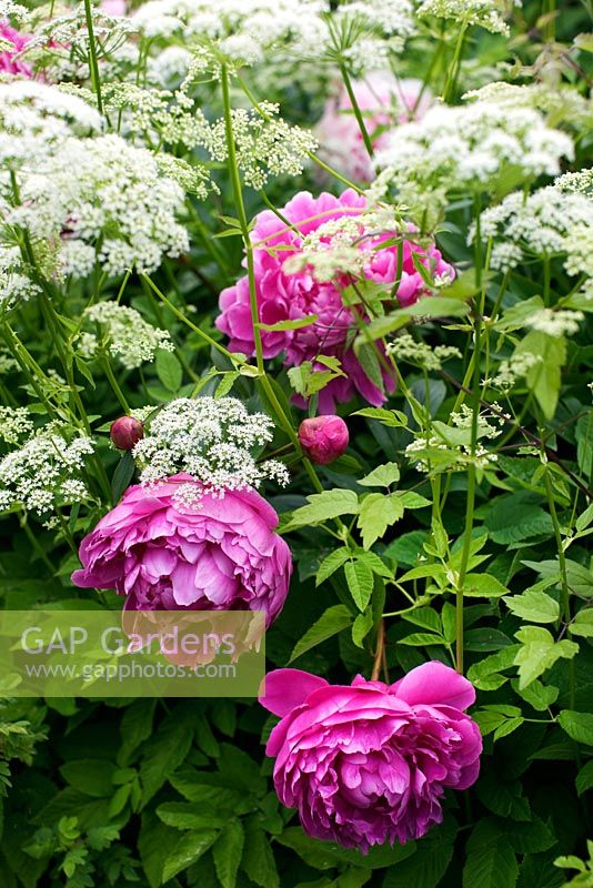 Paeonia 'Sarah Bernhardt'