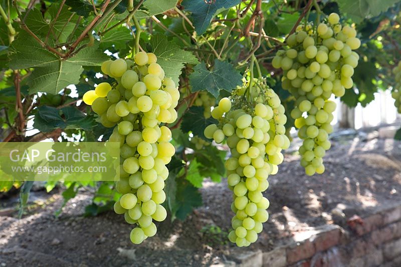 Vitis vinifera - Raisin 'Muscat d'Alexandrie '