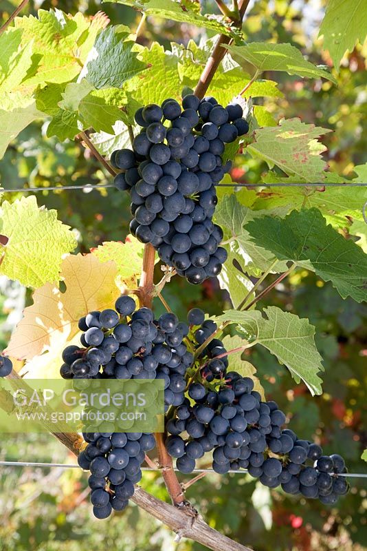Vitis vinifera - Raisin 'Dornfelder'