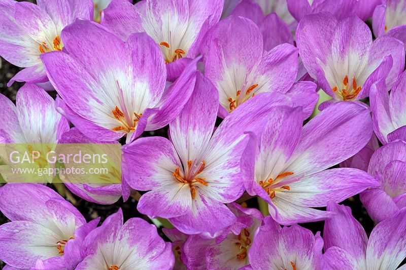 Colchicum 'The Giant' - Dames nues