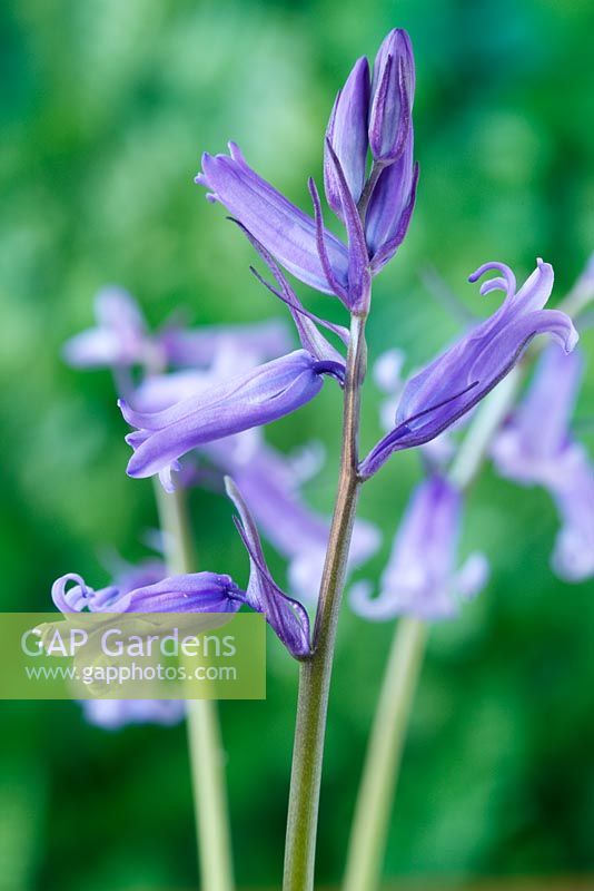 Hyacinthoides non-scripta - Bluebell anglais. Boutons floraux et fleurs d'ouverture