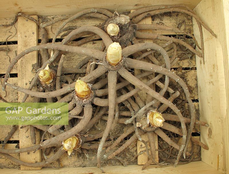 Eremurus robustus, racines charnues et en forme d'étoile de sétaire, avec des bourgeons gonflant et prêt à planter