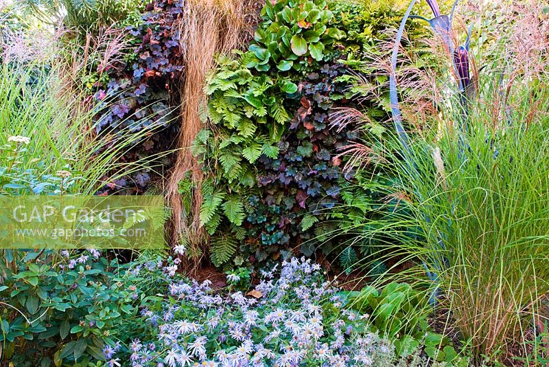 Un mur vivant avec Ajuga 'Black Scallop', Polystichum polyblepharum, Carex testacea, Bergenia Cordifolia, Miscanthus sinensis, Gracillimus et Aster Monch