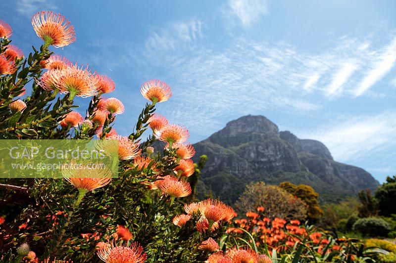 Jardin botanique de Kirstenbosch - Leucospermum cordifolium 'Caroline' - Pincushion Protea avec Table Mountain