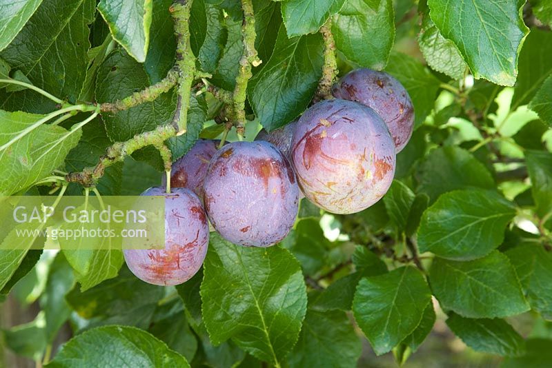 Prunus domestica 'Semis de Marjorie' - Prune
