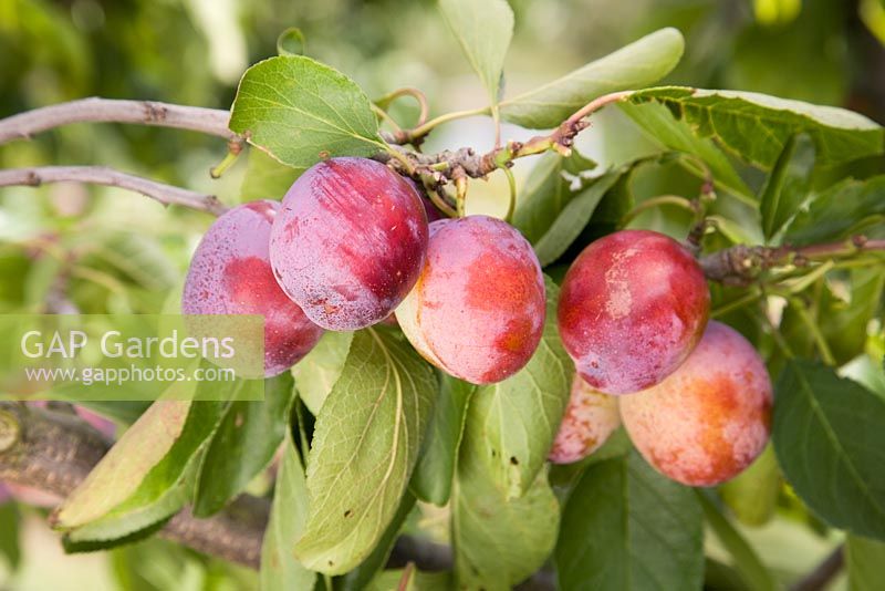 Prunus domestica 'Opal' - Prune