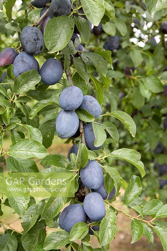 Prunus domestica 'Violetta' - Prune