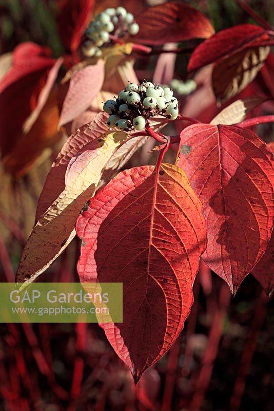 Cornus alba 'Kesselringii'