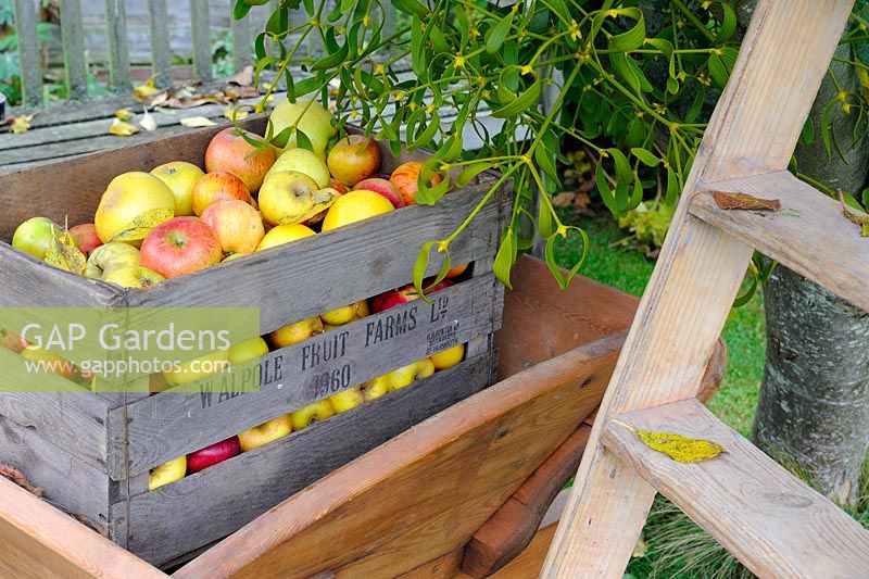 Scène de jardin d'automne avec des pommes exceptionnelles dans une caisse en bois antique, avec une brouette en bois
