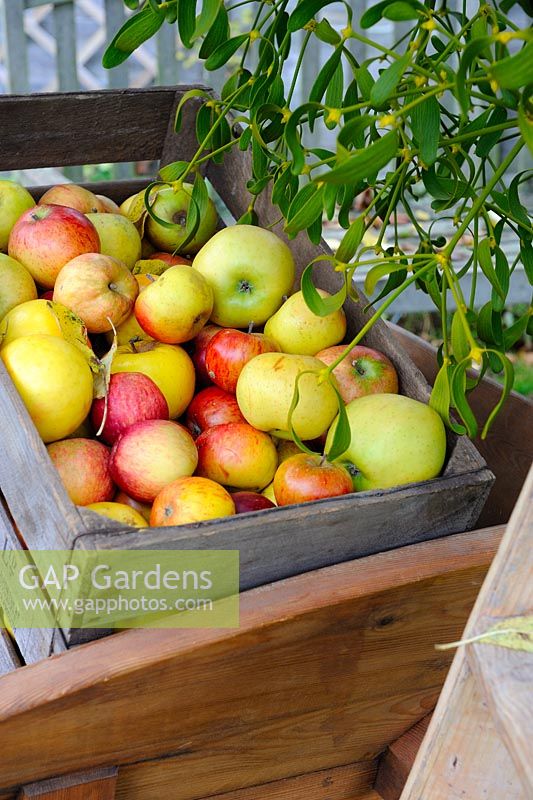 Scène de jardin automnal avec des pommes exceptionnelles dans une caisse en bois antique