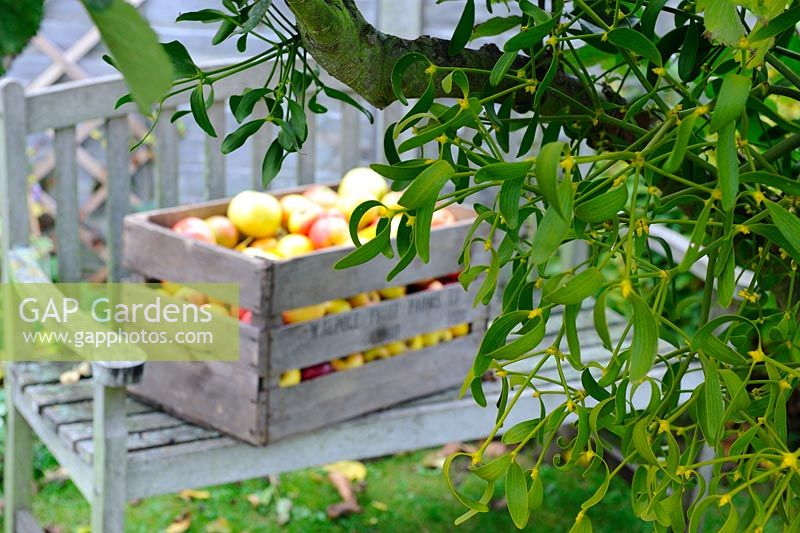 Scène de jardin automnal avec des pommes exceptionnelles dans une caisse en bois antique, sur le siège de jardin