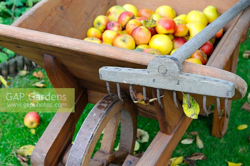 Scène de jardin automnal avec des pommes exceptionnelles dans une brouette en bois antique avec râteau à gazon