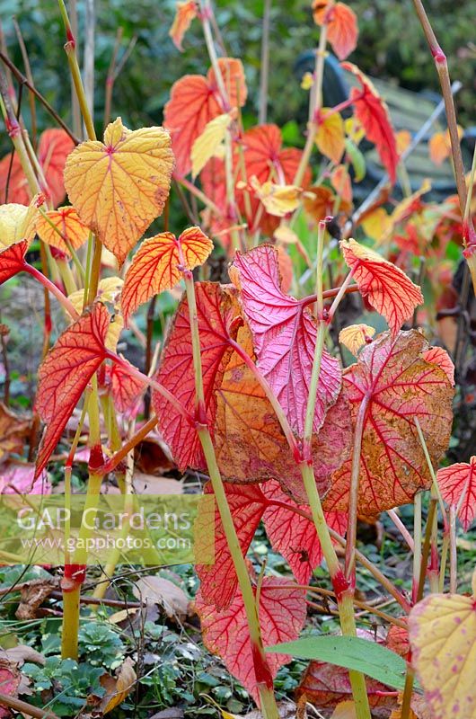 Bégonias, feuilles mourantes devenant rouges en automne