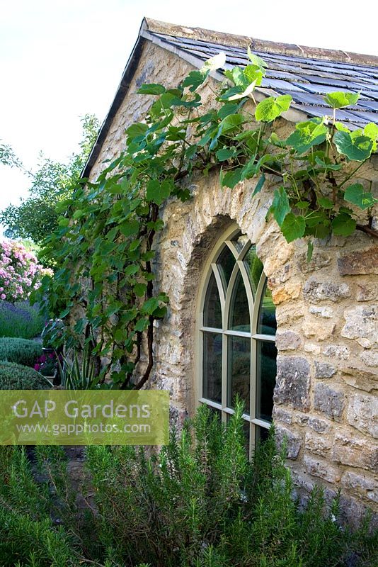 Une vigne formée sur une fenêtre gothique