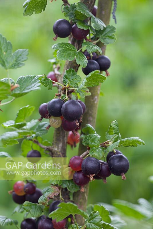 Ribes uva-crispa - Groseille à maquereau 'Black Velvet'