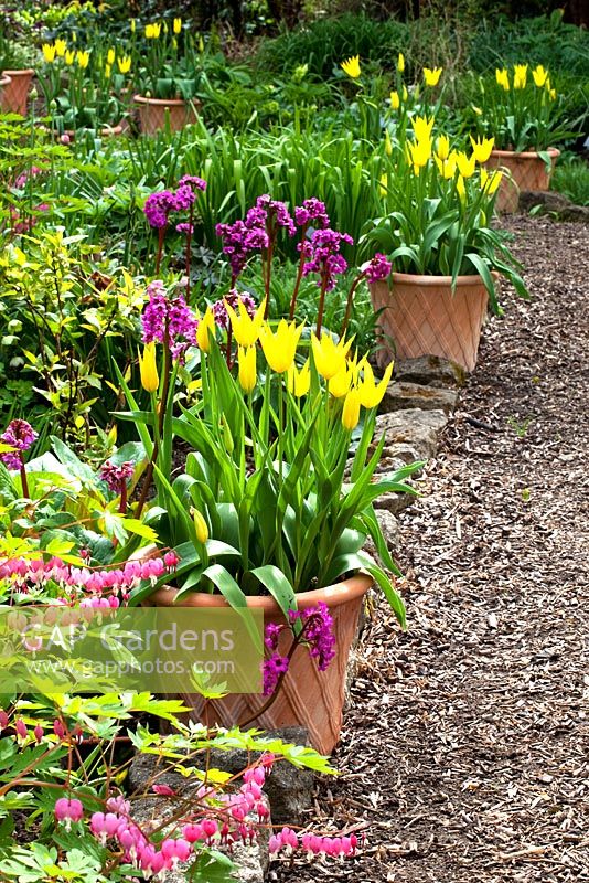 Pots en terre cuite tapissant un chemin planté de Tulipa 'West Point' - Prieuré House