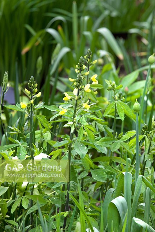 Thermopsis lanceolata