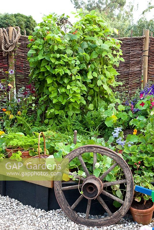 Bordure de légumes surélevés avec des rangées de persil, carottes, haricots, haricots verts et fraises - 'The Home Front Garden', médaillée de bronze, RHS Hampton Court Flower Show 2011