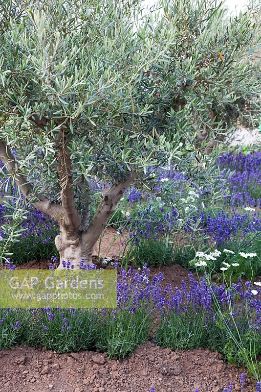 Lavandula spp, Olea europea et Orlaya grandiflora dans la lavande et l'oliveraie - 'Le jardin comestible RHS' - RHS Hampton Court Flower Show 2011