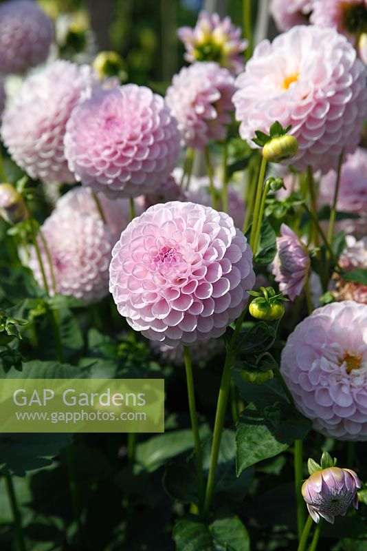 Dahlia 'Megan Dean'