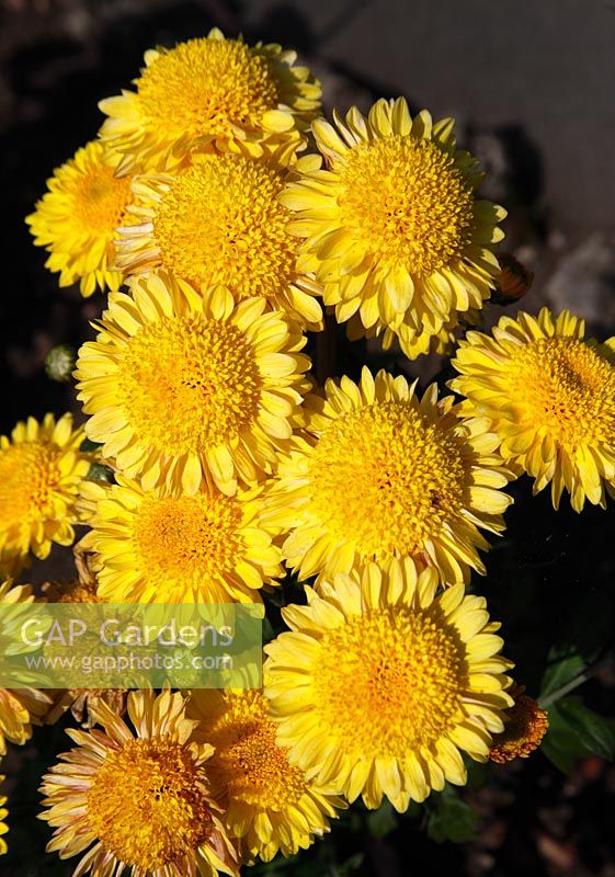 Chrysanthemum 'Jaune pennine oriel'