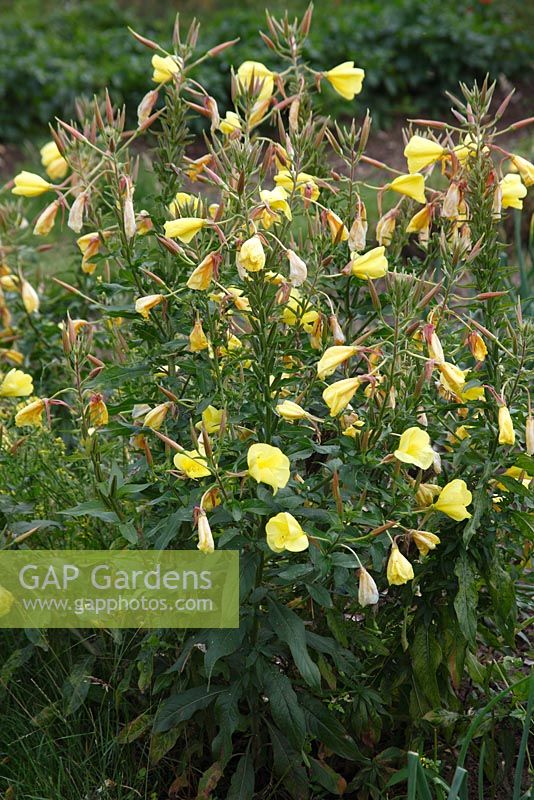 Oenathera biennis - Onagre en fleur