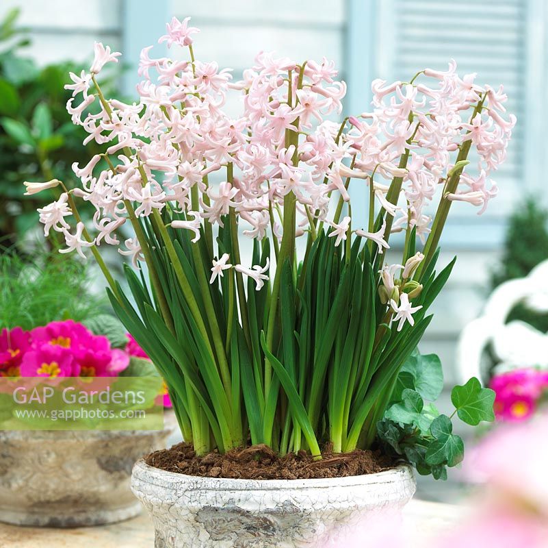 Hyacinthus 'Pink Anastasia' en pot