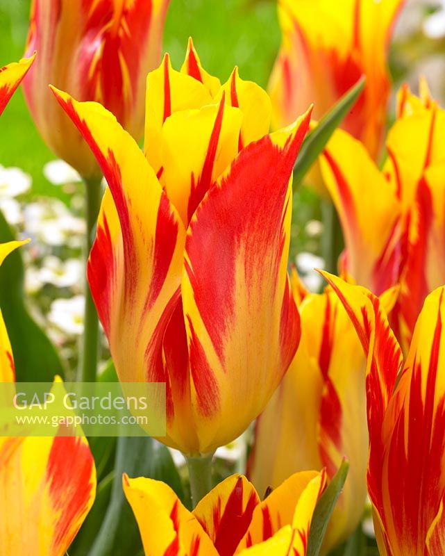 Tulipa Bayside Flame