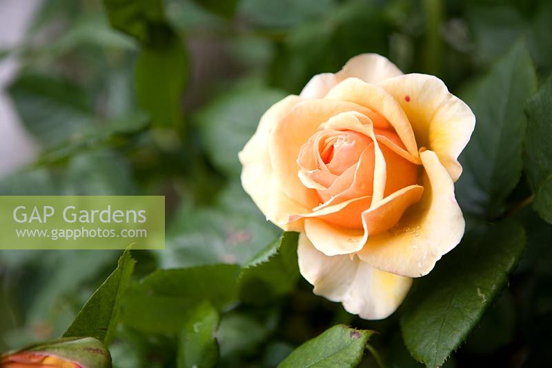 Liz McGrath rose, cultivar sud-africain - Bonython Estate Gardens Cornwall,