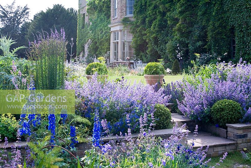 Étapes menant du jardin bleu - les plantes comprennent la népeta - la menthe des chats, les delphiniums et les géraniums
