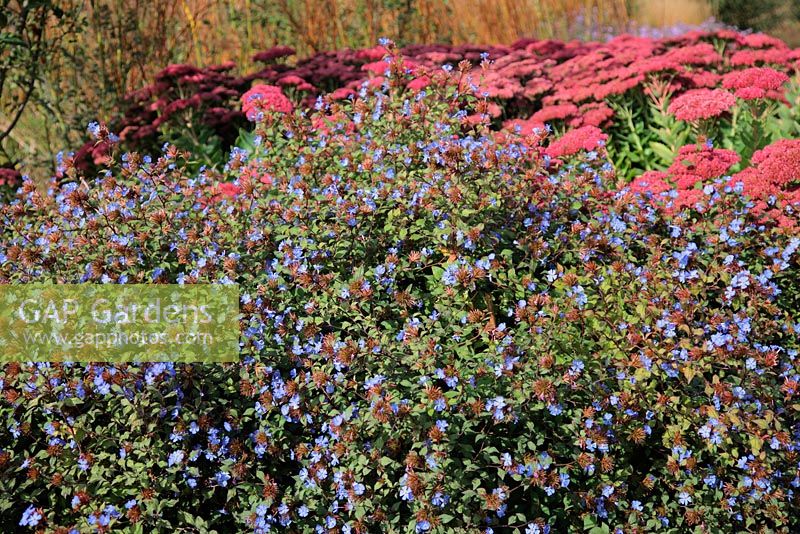 Ceratostigma willmottianum