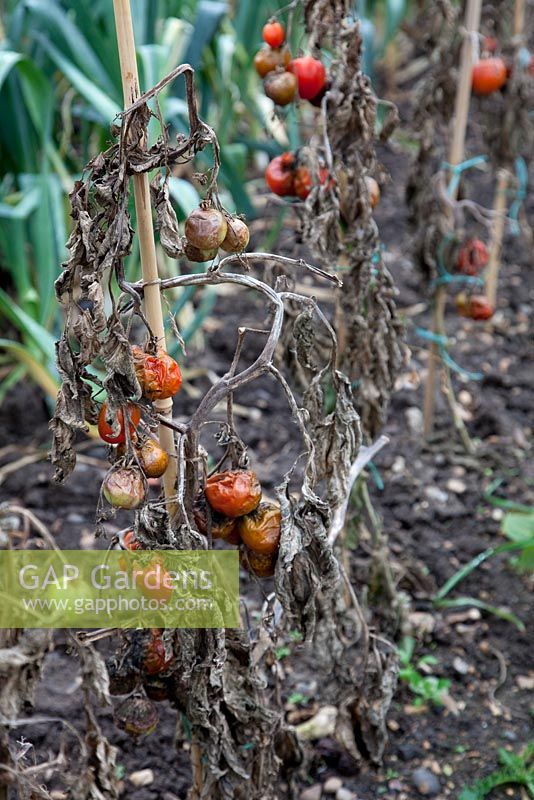 Plants de tomates malades, fin de saison, Tomato Outdoor Girl