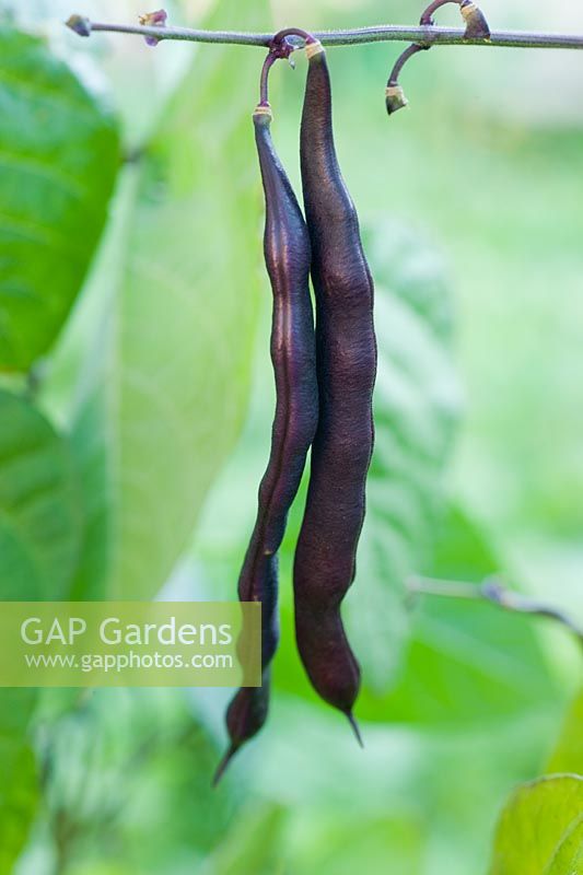 Phaseolus vulgaris 'Trionfo Violetto' - Haricots verts grimpants