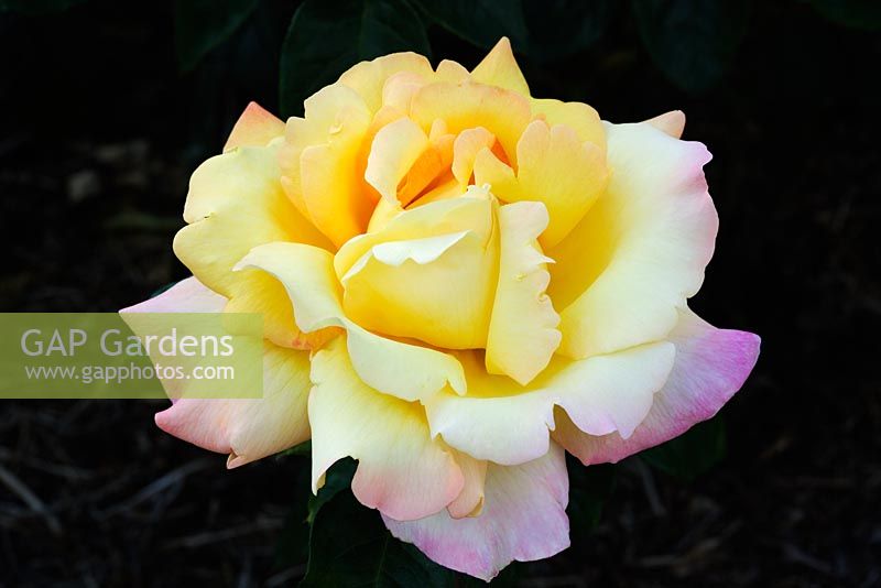 Rosa Peace 'Madame A Meilland'