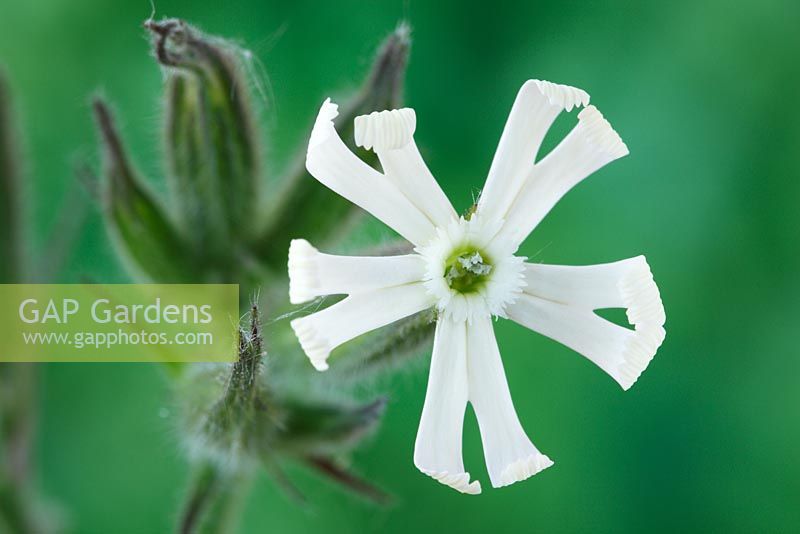 Silene noctiflora - Catchfly à floraison nocturne