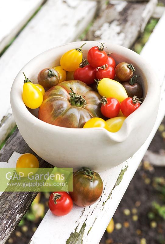 Tomates anciennes - Beefsteak 'Brandywine' avec tomates cerises rouges 'Gardener's Delight', 'Yellow pear', 'Black cherry' et 'Cream saucisse '.