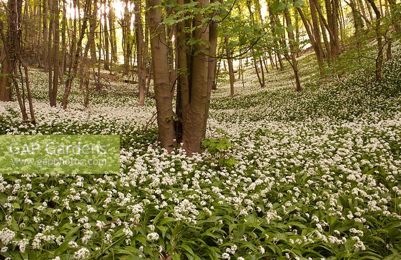 Allium ursinum Ramson ail sauvage dans les bois Stroud Gloucestershire à l'aube