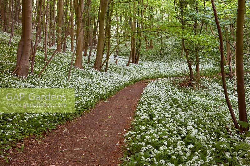 Allium ursinum Ramson ail sauvage dans les bois Stroud Gloucestershire à l'aube