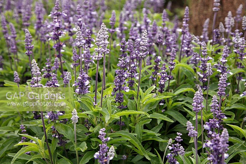 Salvia farinacea 'Fairy Queen' au Jardin Botanique National du Pays de Galles - Gardd Fotaneg Genedlaethol Cymru